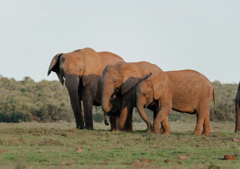South Africa Round Trip Addo Elephant