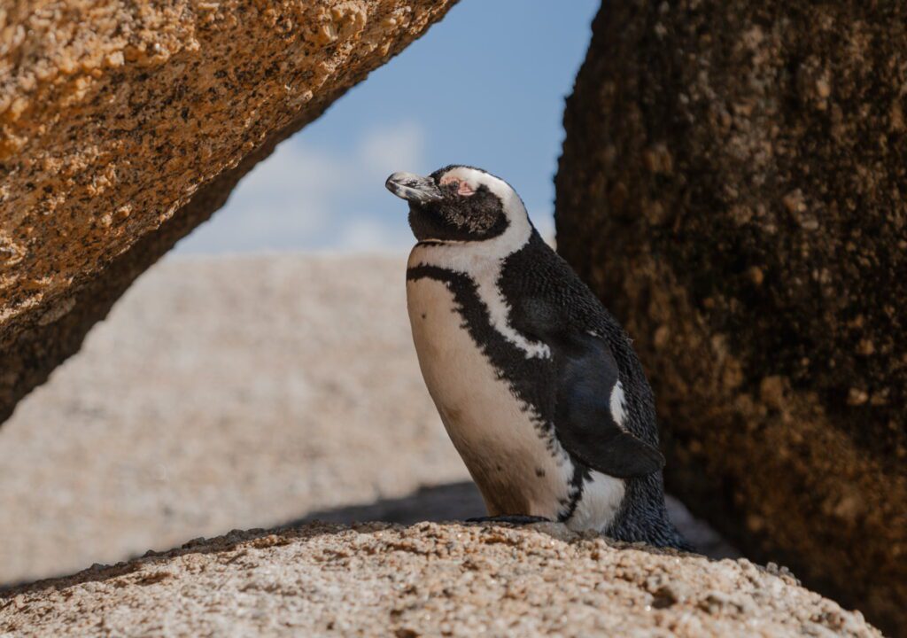 Round trip South Africa Cape Town