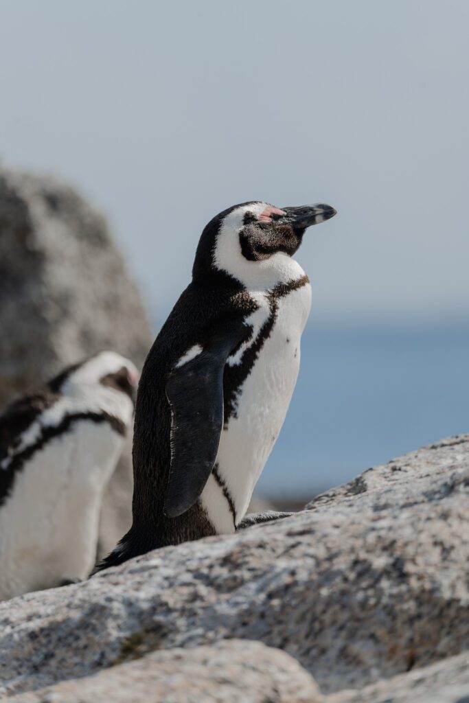 Cape Town Attractions