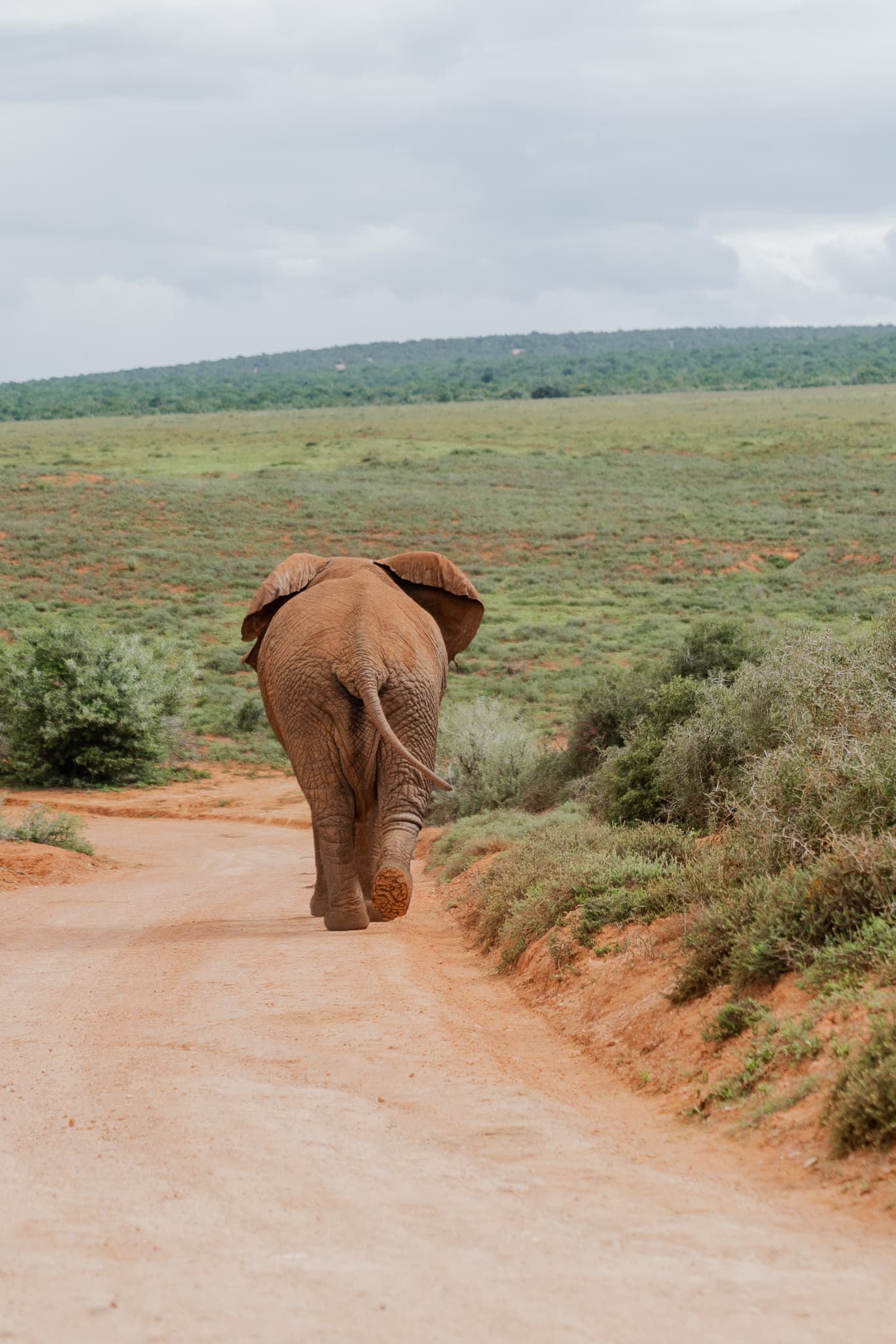 Rondreis Zuid-Afrika