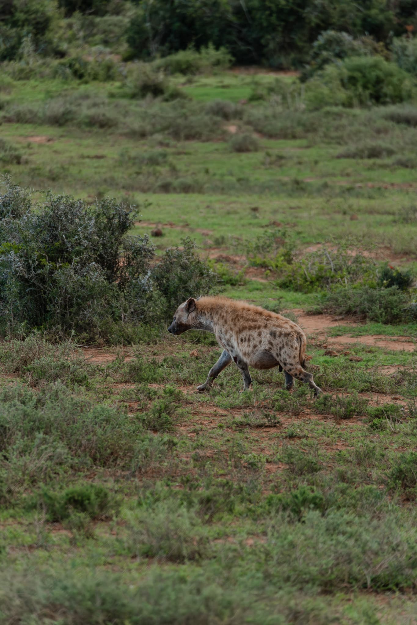 Activiteiten in Zuid-Afrika