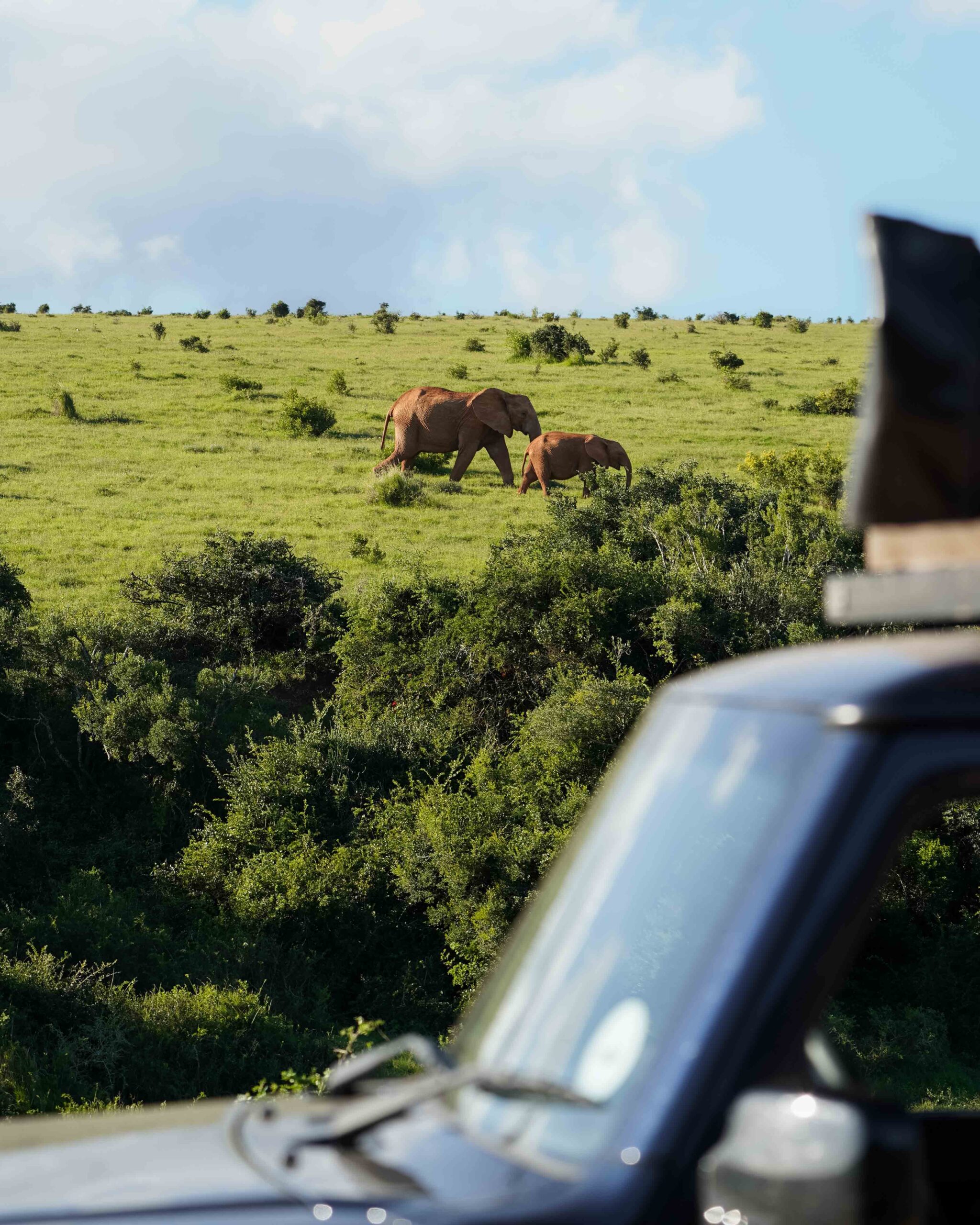 Safari in Zuid-Afrika