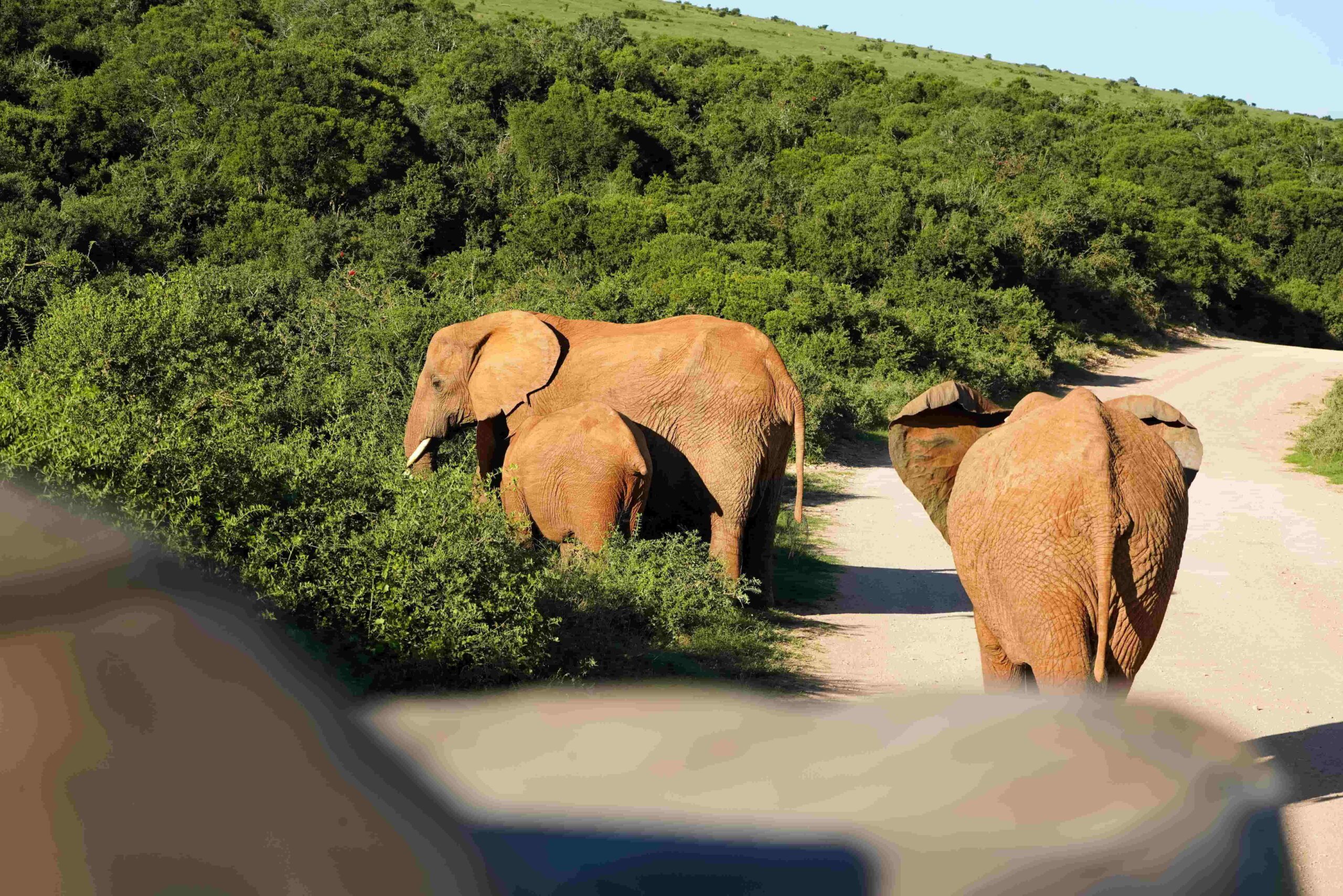 Safari in Zuid-Afrika