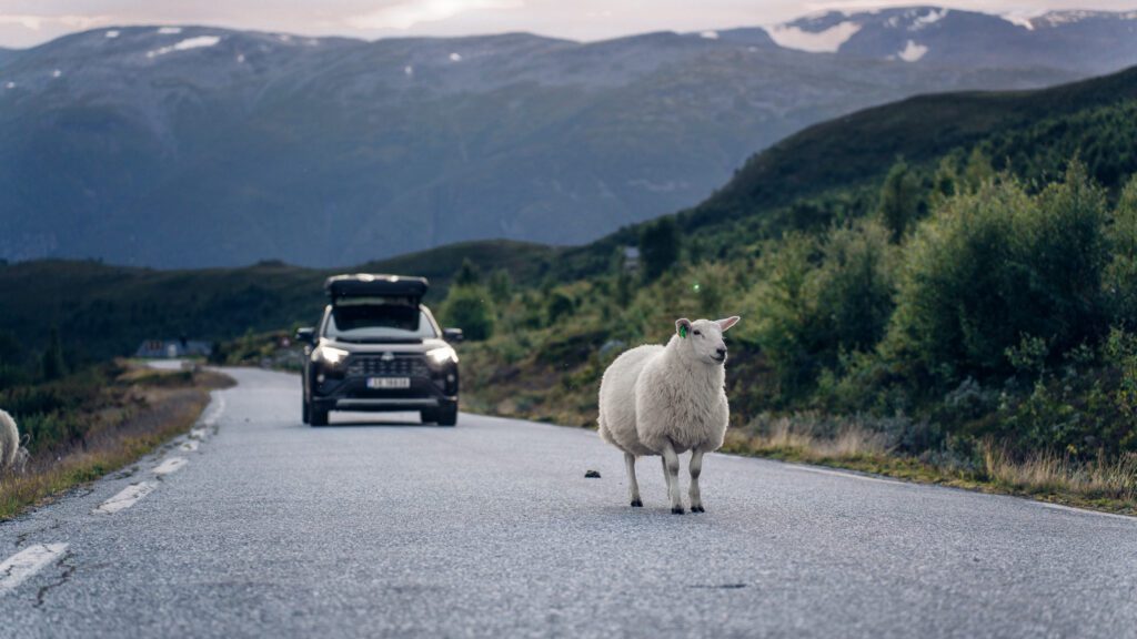 La plus belle route de Norvège avec des moutons.
