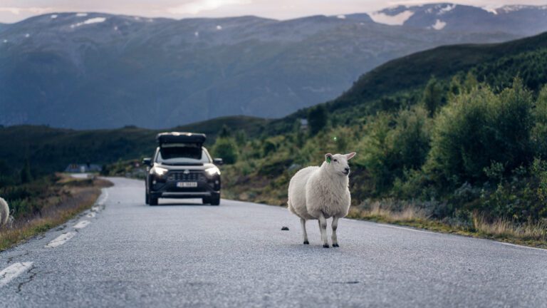 La plus belle route de Norvège avec des moutons.