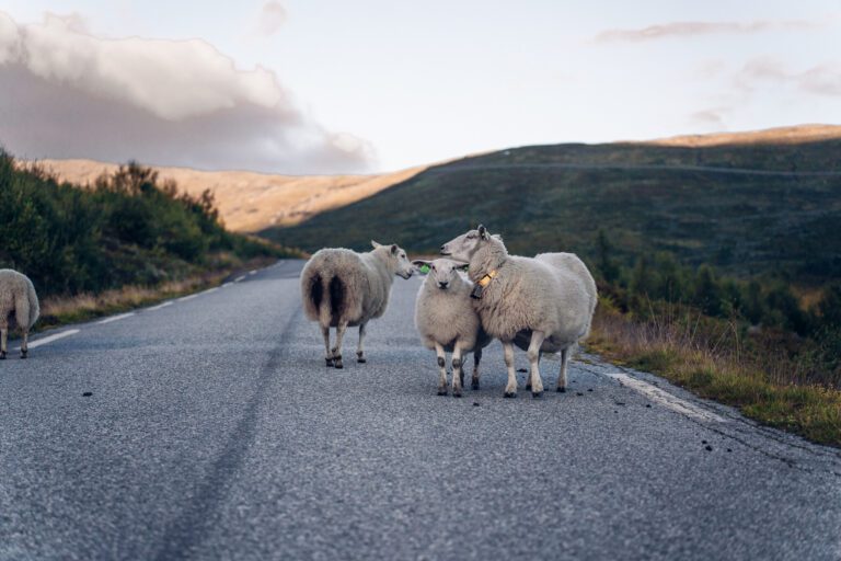 La plus belle route de Norvège