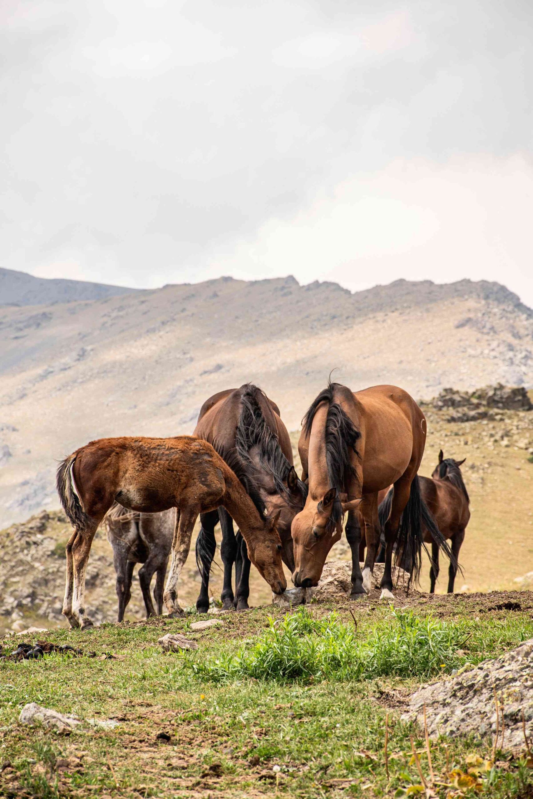 Chevaux dans les prairies kirghize