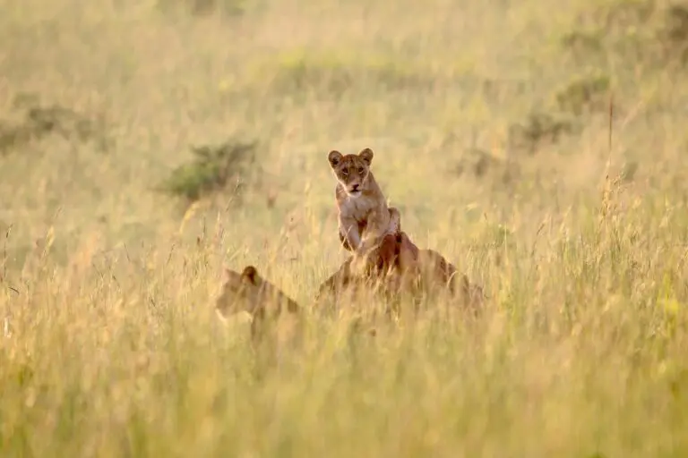 Lion en Ouganda