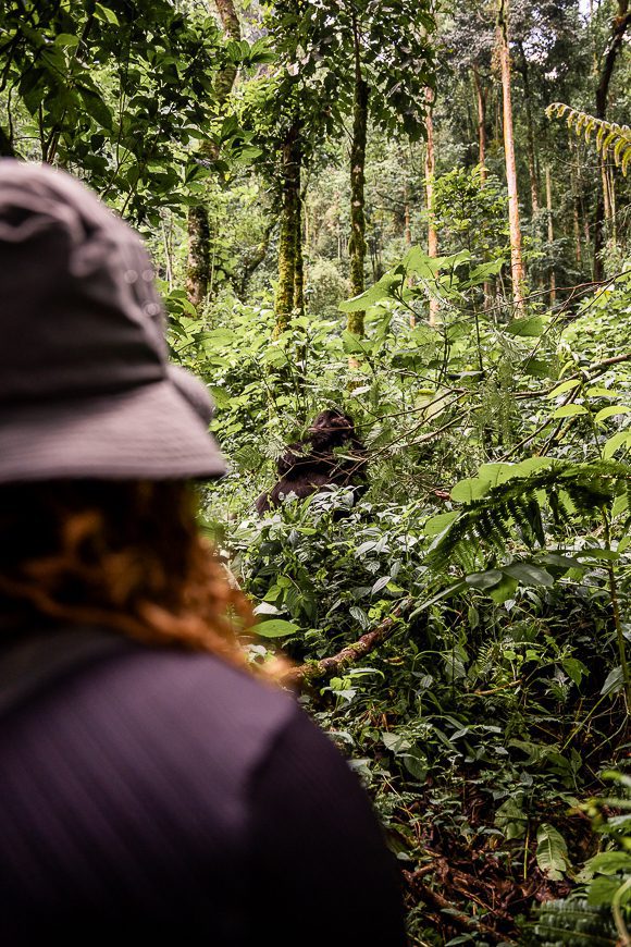 Gorilla trekking in Bwindi during your Uganda roadtrip