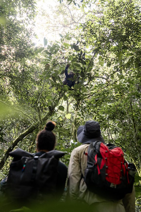Chimpanzee trekking in Uganda