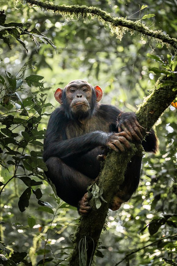 Chimpanzé dans un arbre dans le parc national de Kibale.