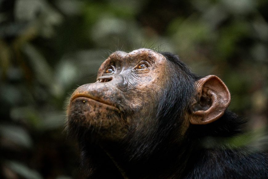 Chimpanzé dans la forêt de Kibale