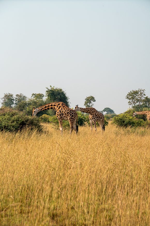 Giraffes in Uganda