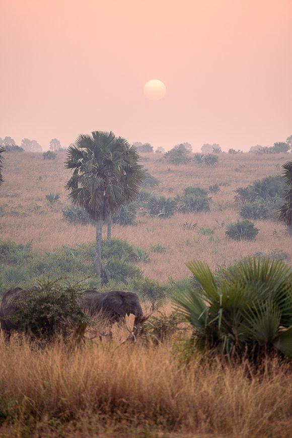 elephant dans la savane