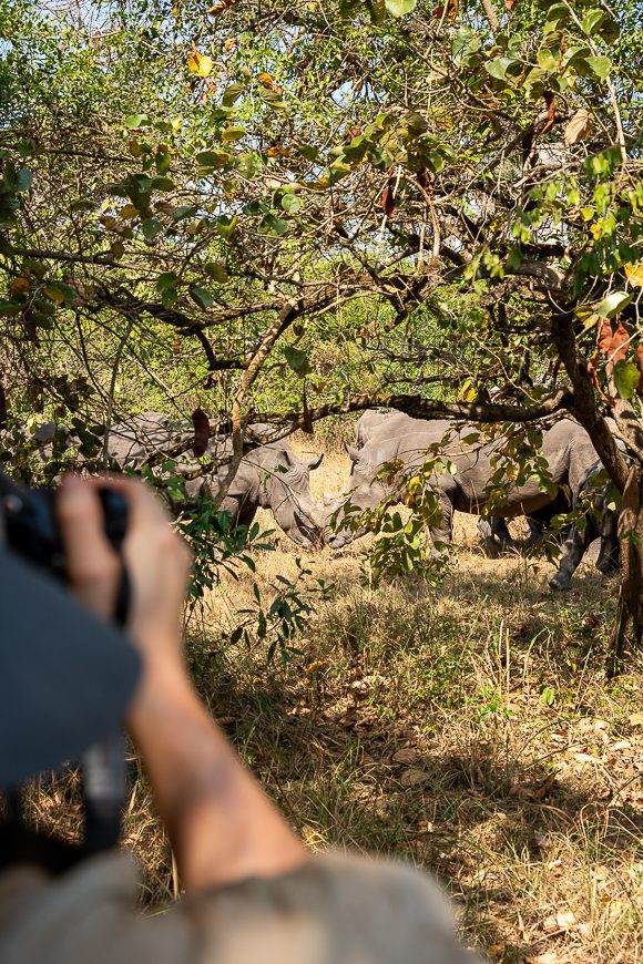 Rhinocéros à Jinja