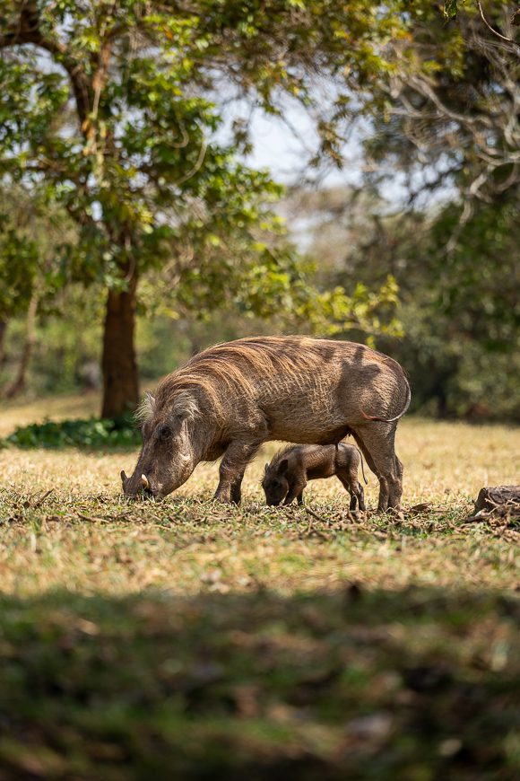 Suidhogs en Ouganda