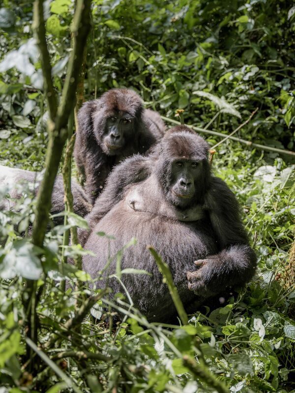 Berggorilla in Bwindi Forest tijdens Uganda Nomads
