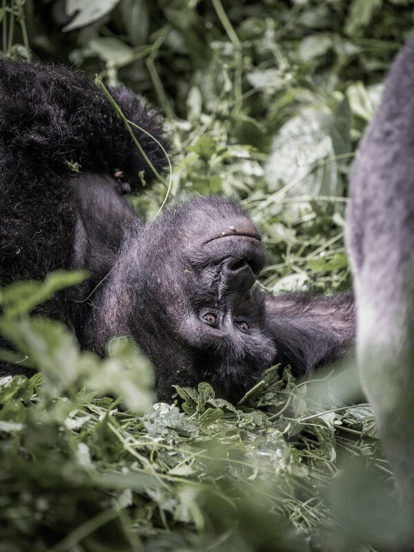 Gorilla in Bwindi Forest, Uganda