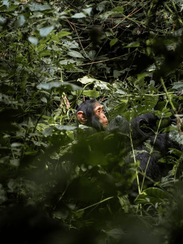 Baby Chimpanzee in Uganda
