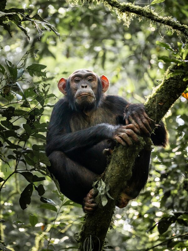chimpansees trekking Oeganda Nomads