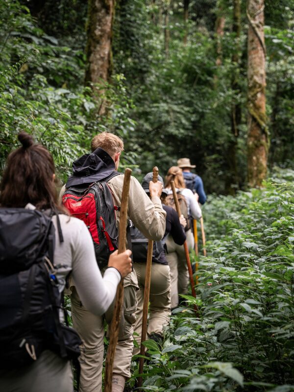Jungle trekking in Bwindi Forest