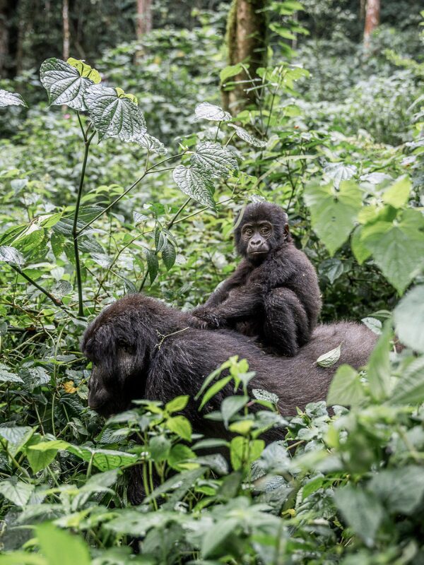 baby gorilla in het Bwindi-bos