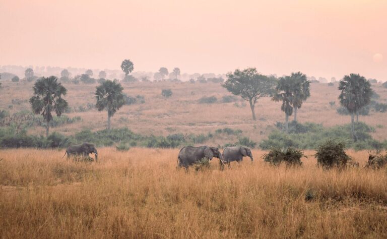 olifanten in een nationaal park in Oeganda