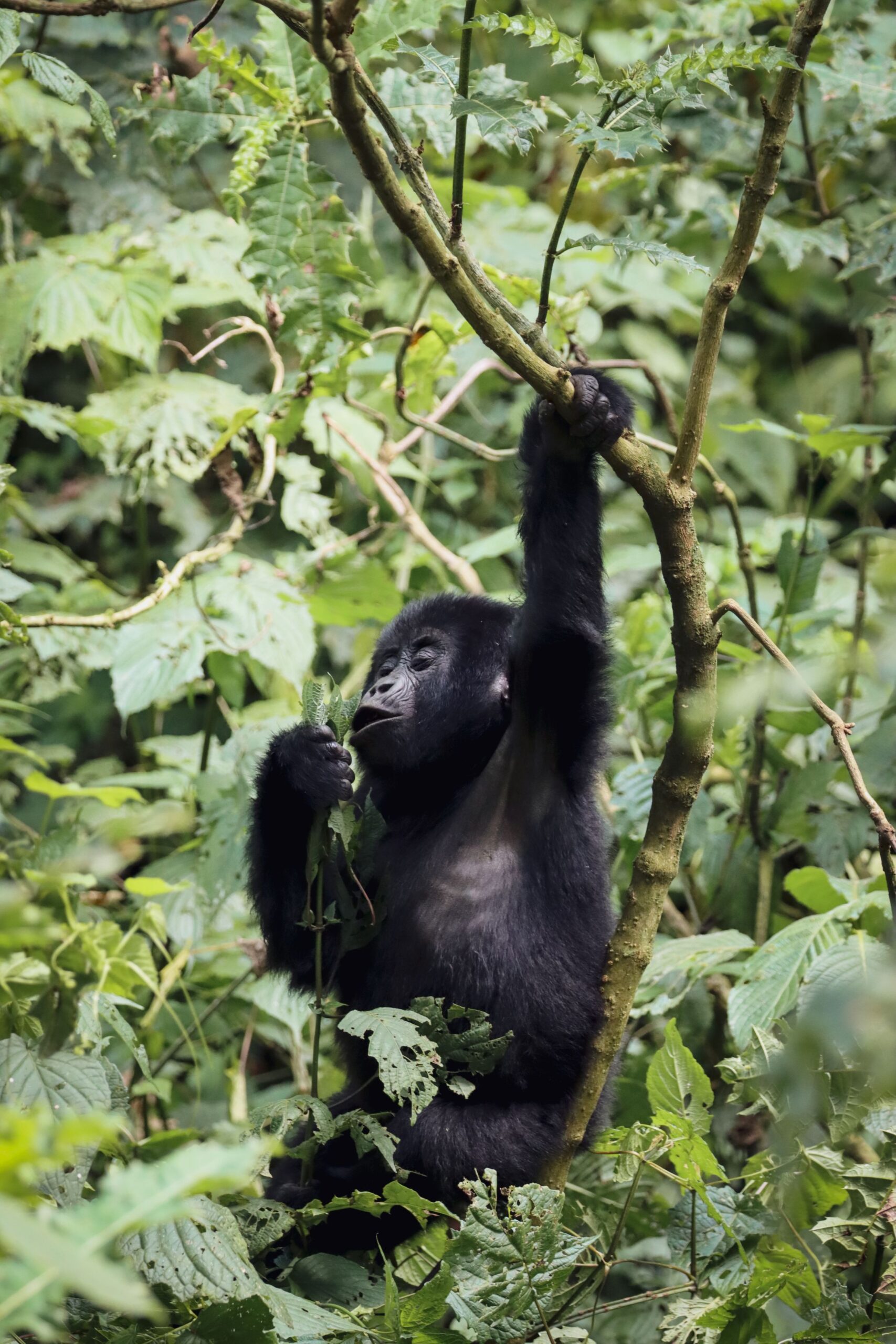 Een gorilla in Bwindi