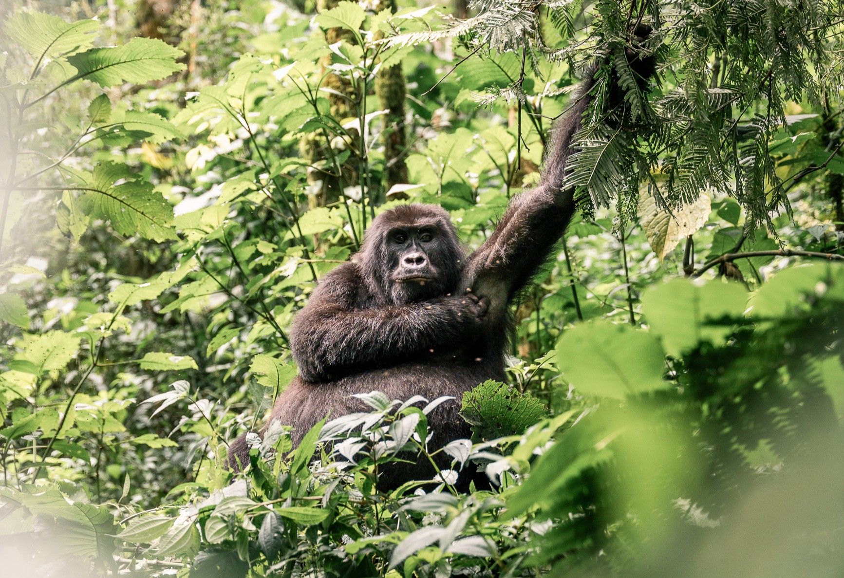 Een gorilla in Bwindi