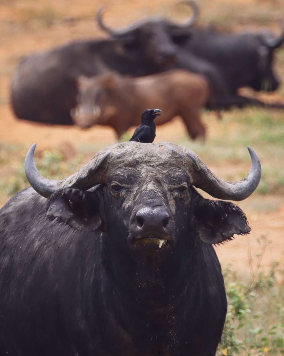 A Buffalo in Murchison Falls National Park