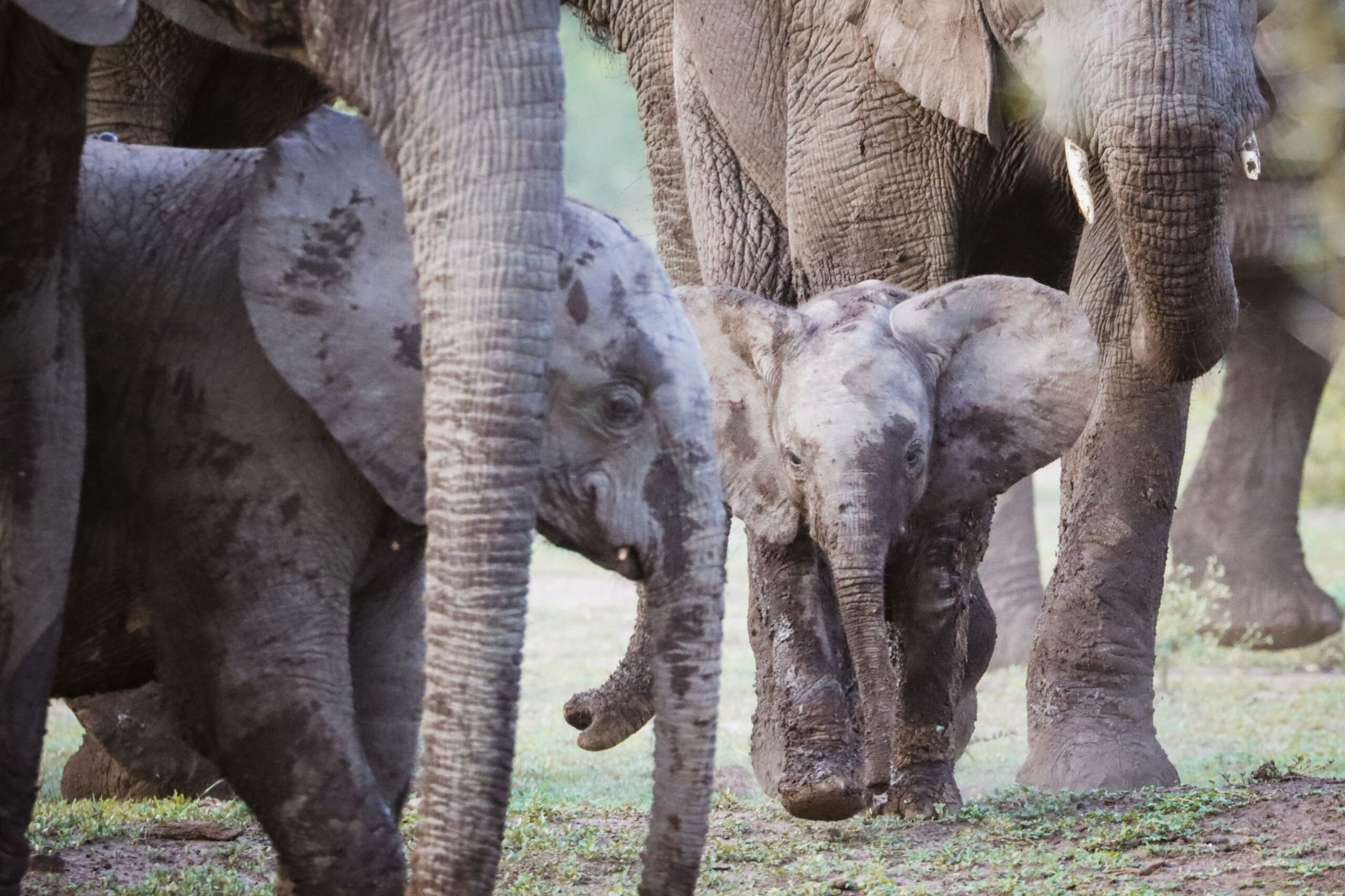 Een olifantenherde in het Bwindi Impenetrable National Park