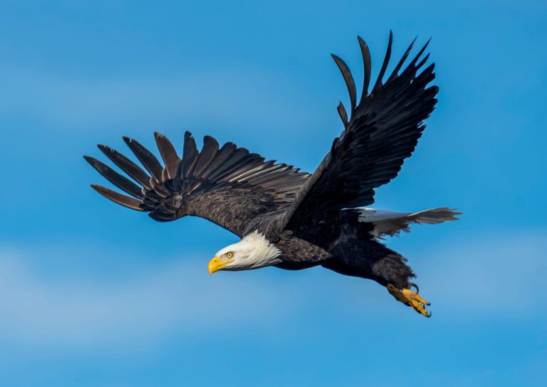 Sea Eagle