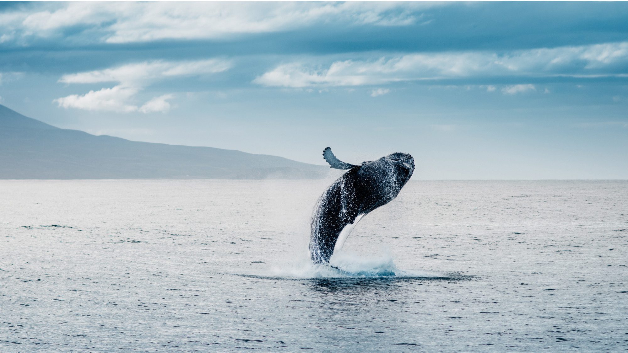 Tu as observé des baleines pendant tes vacances aux Lofoten en Norvège.