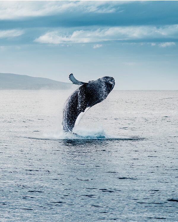 Lofoten Nomads : vacances aux Lofoten en Norvège