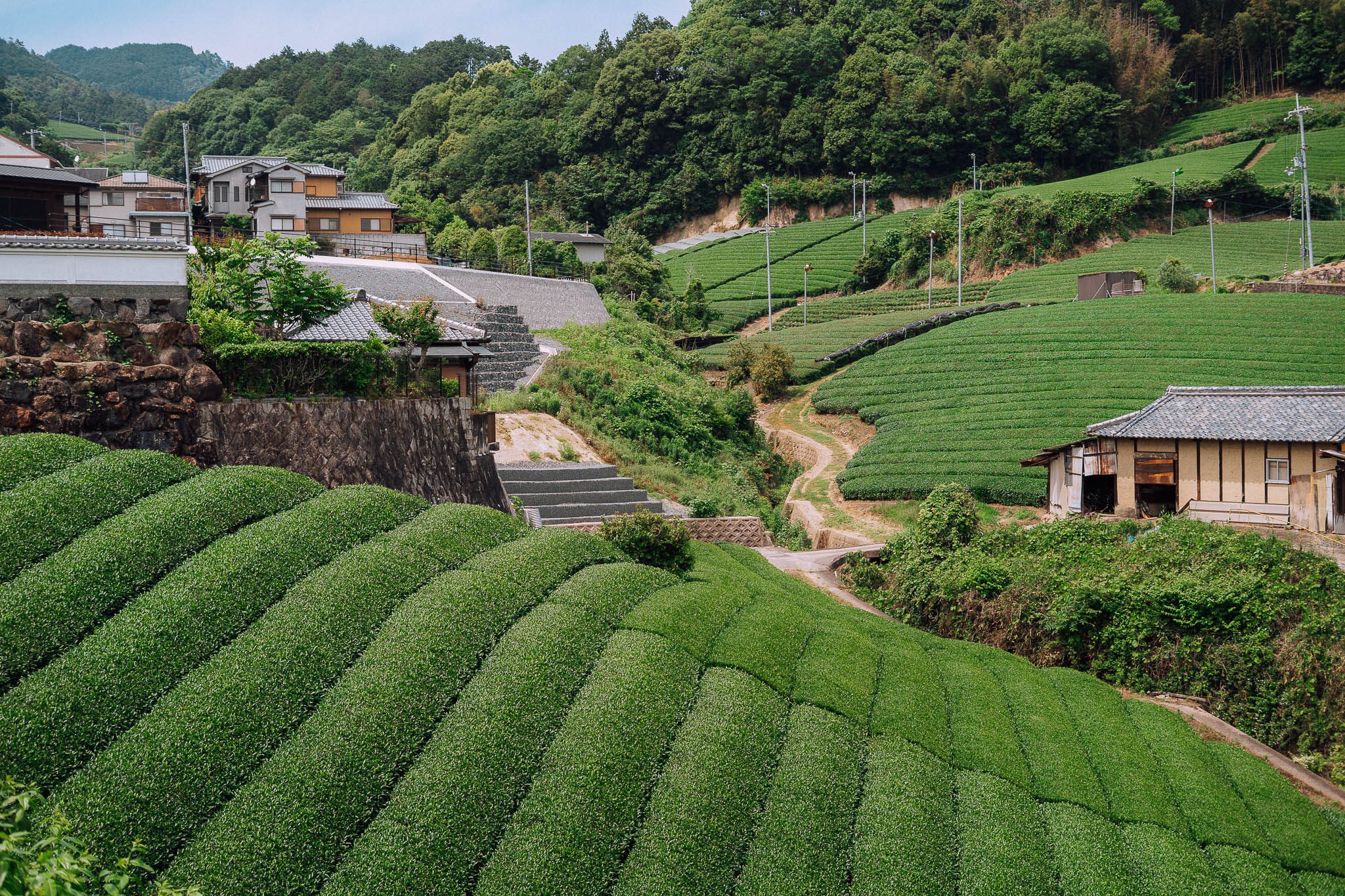 roadtrip door Japan – reizen in Japan – Japans landschap – natuur in Japan – cultuur in Japan – traditionele Japanse architectuur – Japanse tempel – streetfood in Japan – Japanse bergen – reizen met de auto in Japan – lokale ervaringen Japan – authentiek Japan – verborgen plekken Japan – Japanse stad – landelijke Japan – Japan in de herfst – Japan in de lente – avontuurlijke reis Japan – uitzicht in Japan – Japan Nomads reis