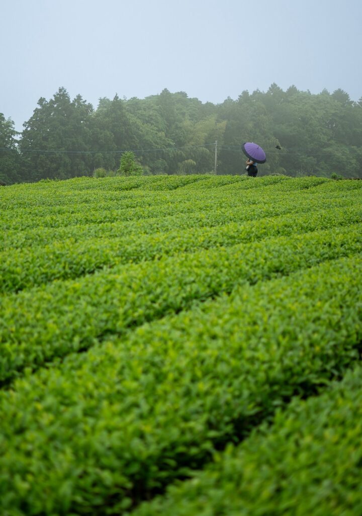 roadtrip door Japan – reizen in Japan – Japans landschap – natuur in Japan – cultuur in Japan – traditionele Japanse architectuur – Japanse tempel – streetfood in Japan – Japanse bergen – reizen met de auto in Japan – lokale ervaringen Japan – authentiek Japan – verborgen plekken Japan – Japanse stad – landelijke Japan – Japan in de herfst – Japan in de lente – avontuurlijke reis Japan – uitzicht in Japan – Japan Nomads reis