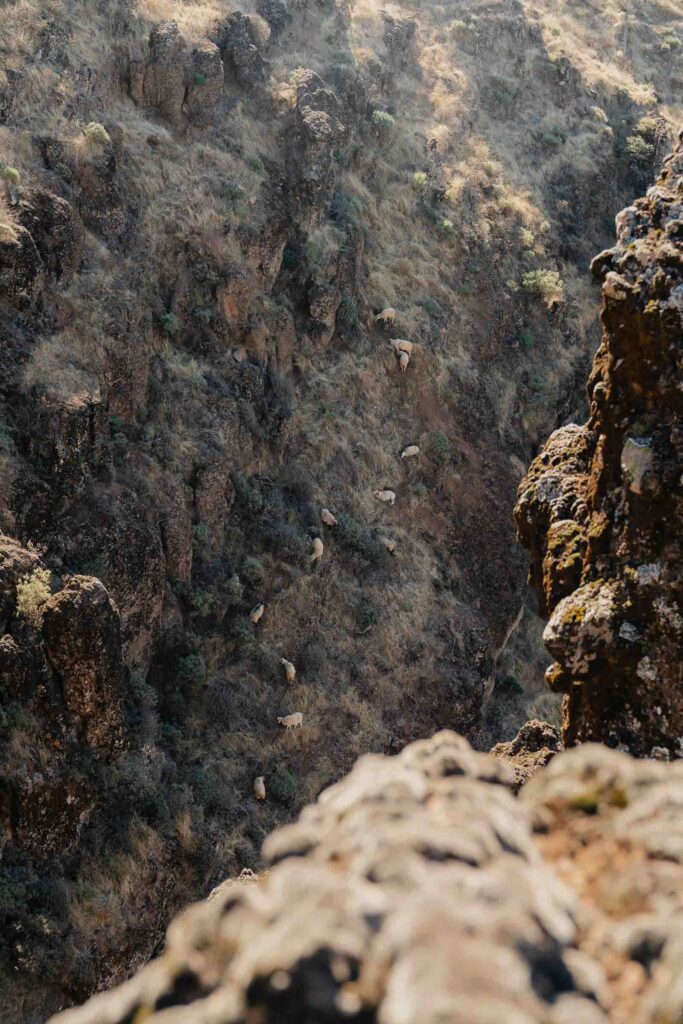 Animals in Gran Canaria