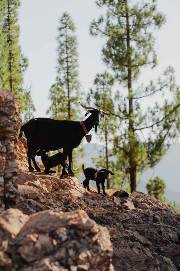 Animals in Gran Canaria