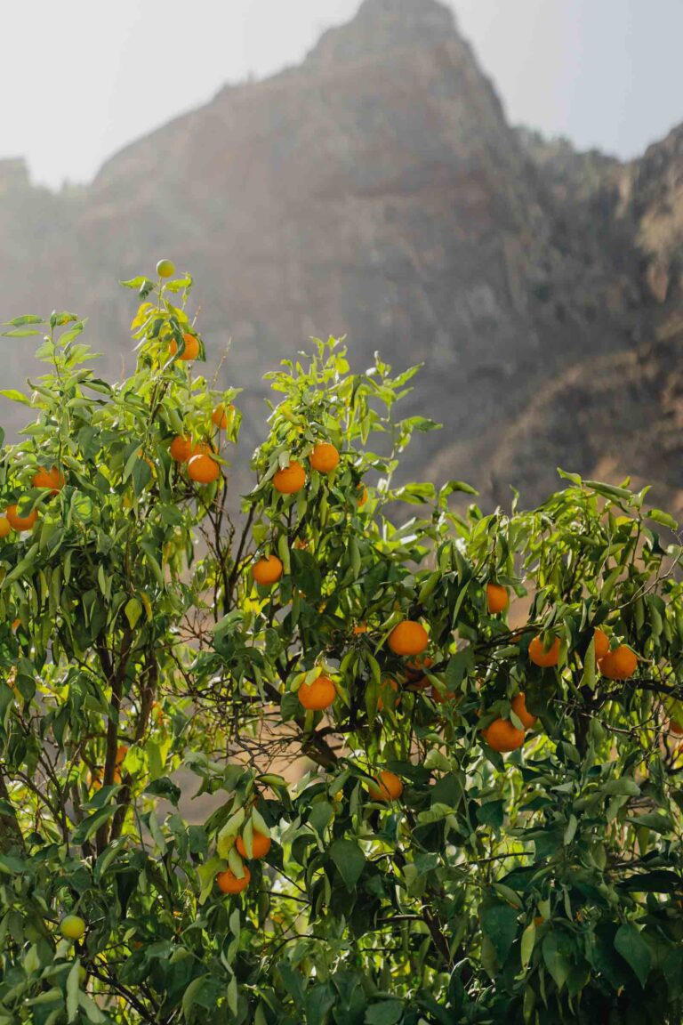 Nature in Gran Canaria