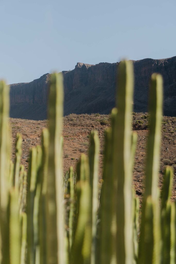 Nature in Gran Canaria