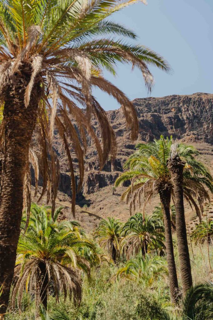 Nature in Gran Canaria