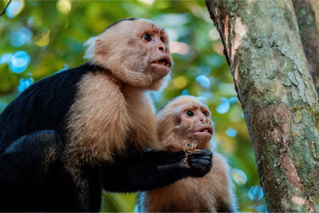 Costa Rica Nomads - Roadtrip Costa Rica - Rondreis Costa Rica - 4x4 Costa Rica - Autoreis Costa Rica - Twee weken Costa Rica