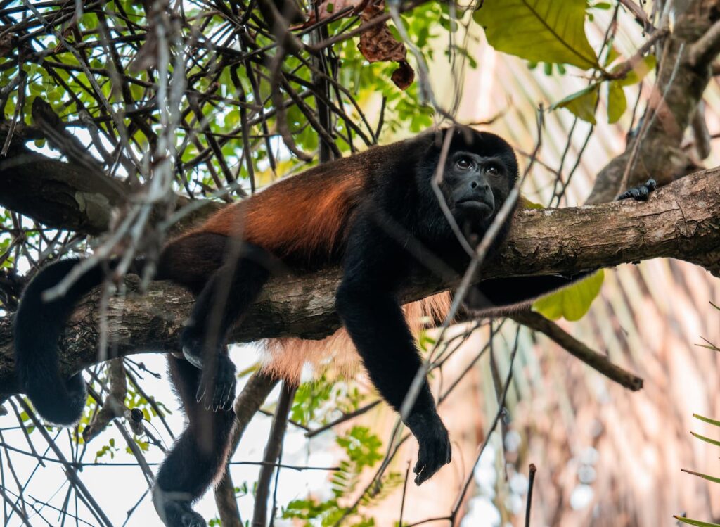 Costa Rica Nomads - Roadtrip Costa Rica - Rondreis Costa Rica - 4x4 Costa Rica - Autoreis Costa Rica - Twee weken Costa Rica