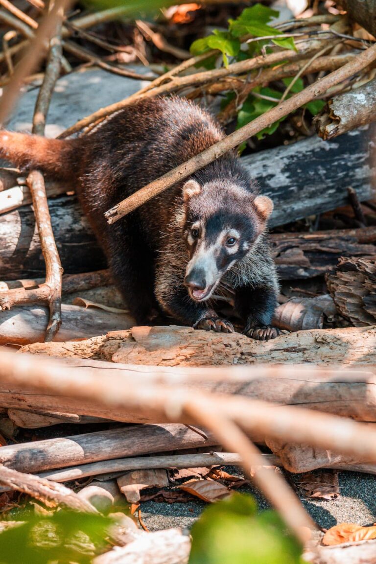 Costa Rica roadtrip - twee weken tour Costa Rica - Costa Rica Nomads