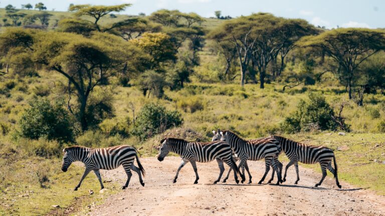Tanzania zebra crossing