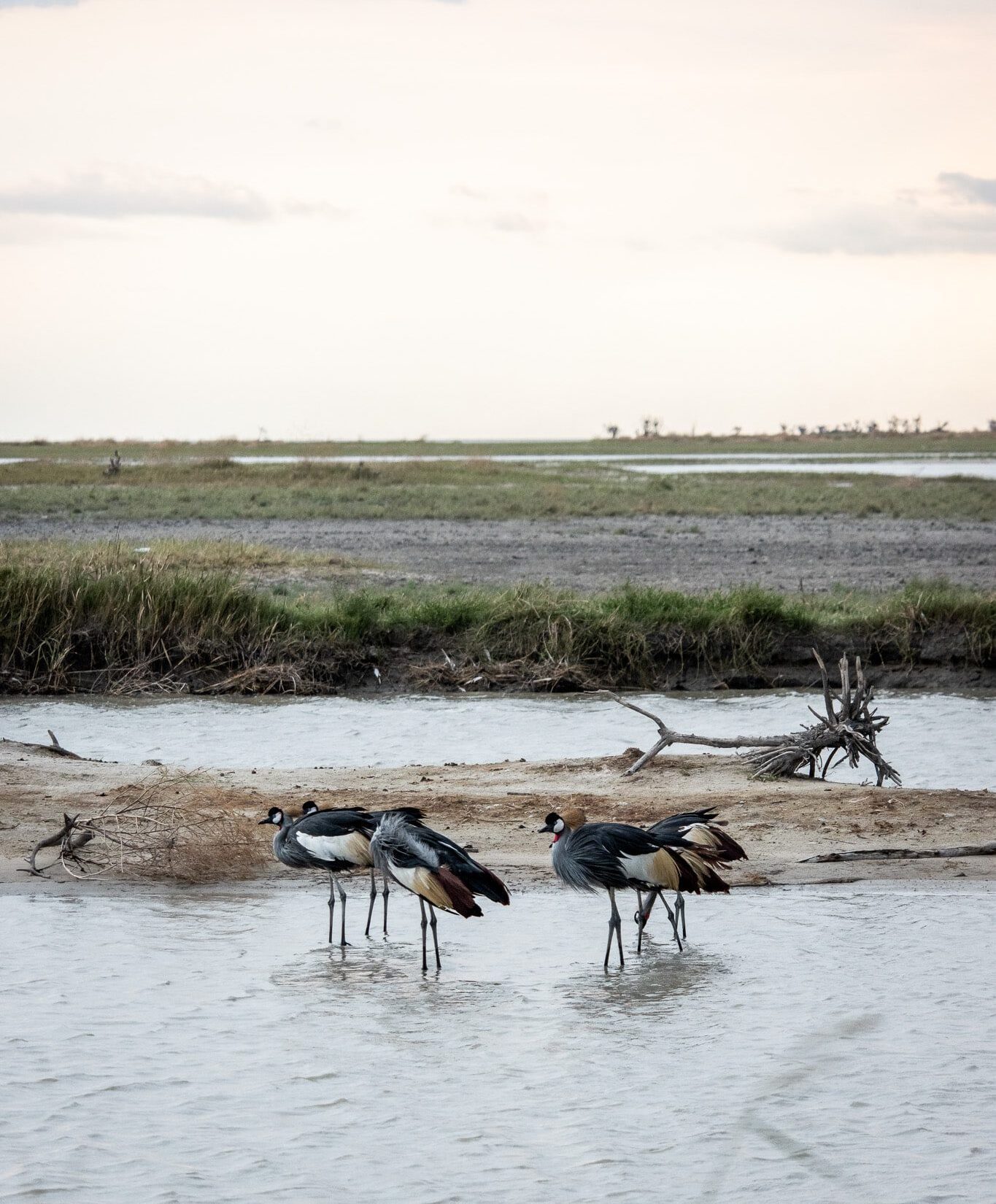 Vogels in Makgadikgadi pans