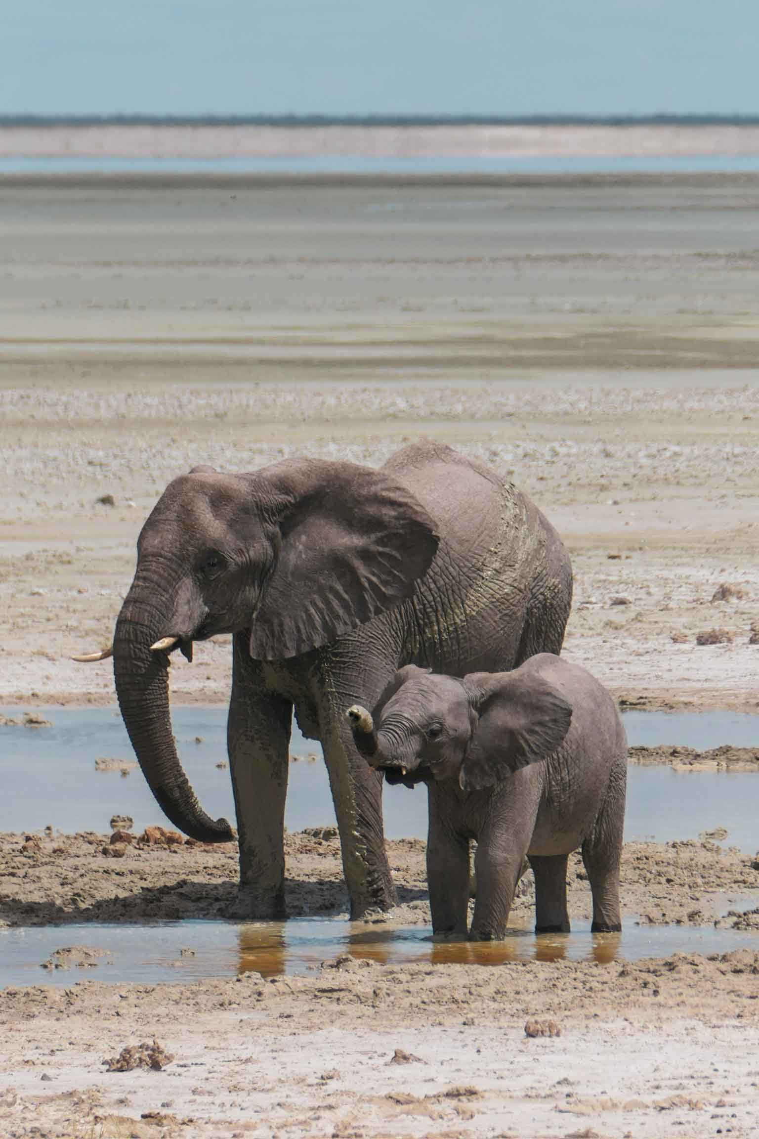 Elephants in Makgadikgadi pans
