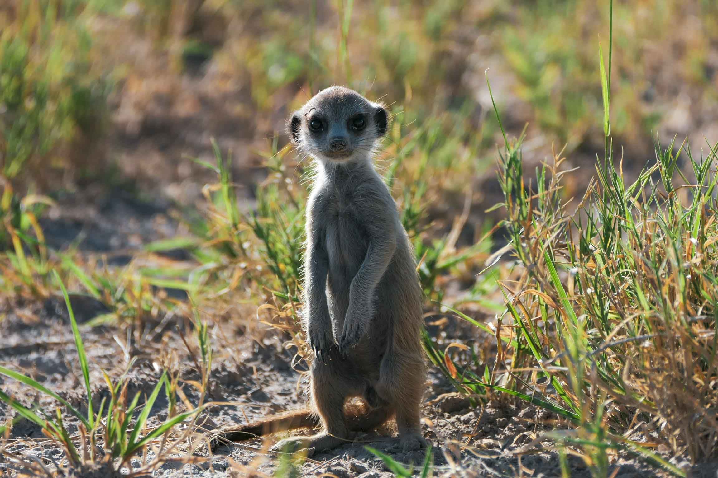 Meerkat in Makgadikgadi Pans