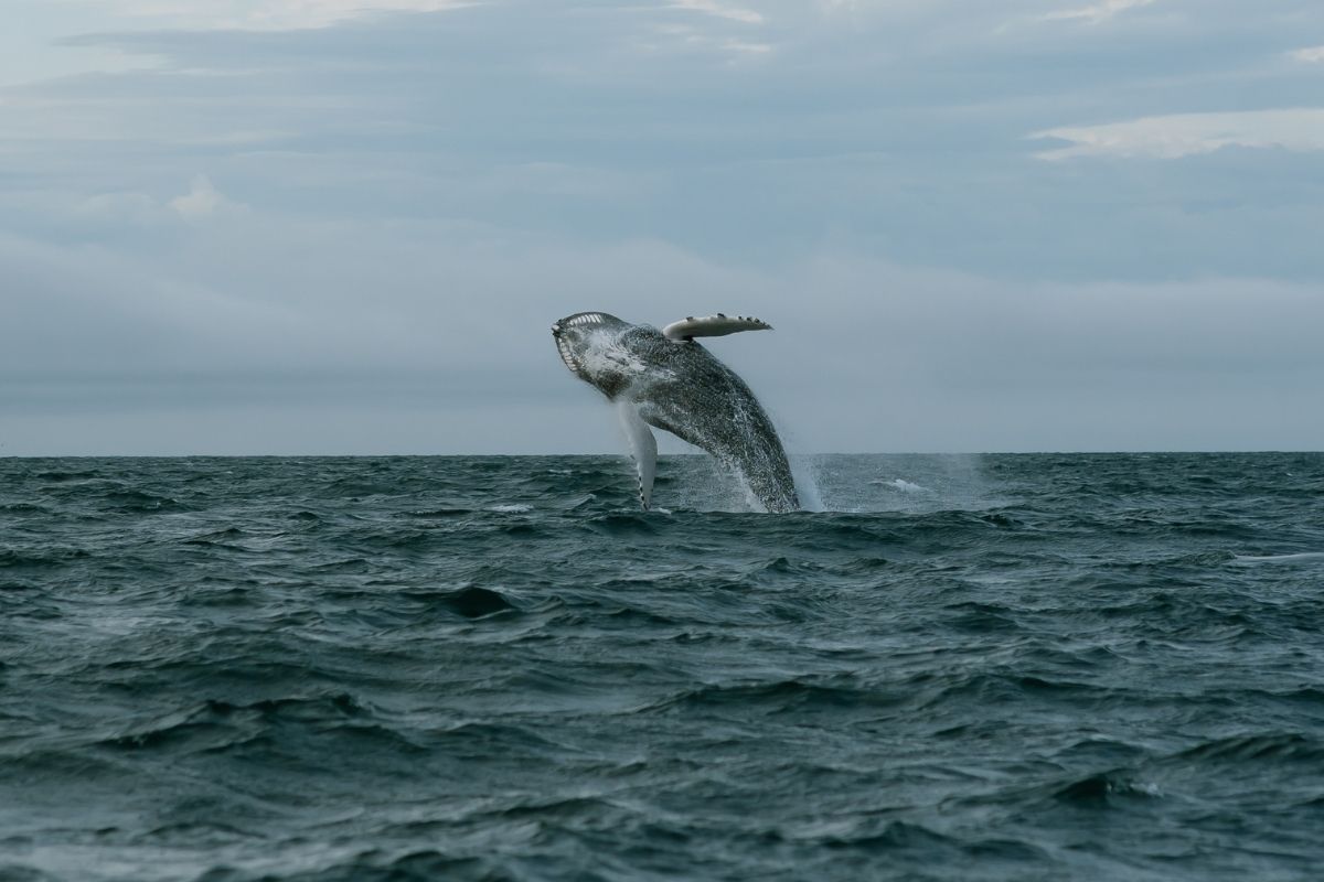 Photos d'une baleine en Islande