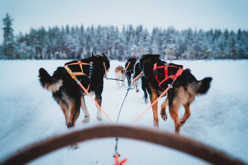 Chien de traineau en Laponie